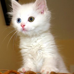 Turkish_Van_Cat